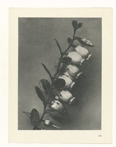 Plantstudie (Urformen der Kunst)
