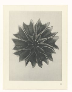 Plantstudie (Urformen der Kunst) door Karl Blossfeldt