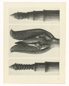 Plantstudie (Urformen der Kunst) door Karl Blossfeldt