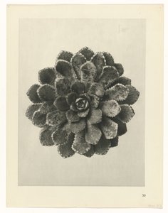 Plantstudie (Urformen der Kunst) door Karl Blossfeldt