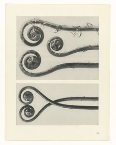 Plantstudie (Urformen der Kunst) door Karl Blossfeldt