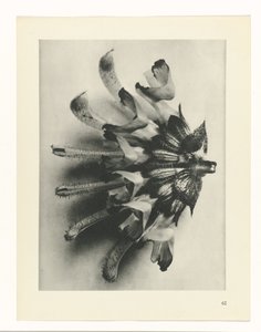 Plantstudie (Urformen der Kunst) door Karl Blossfeldt