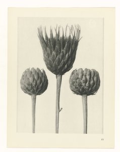Plantstudie (Urformen der Kunst) door Karl Blossfeldt