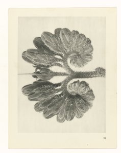 Plantstudie (Urformen der Kunst) door Karl Blossfeldt