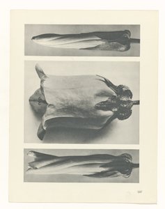 Plantstudie (Urformen der Kunst)
