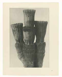 Plantstudie (Urformen der Kunst)
