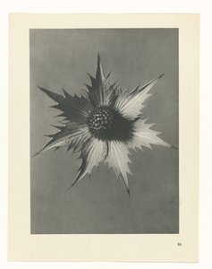 Plantstudie (Urformen der Kunst)