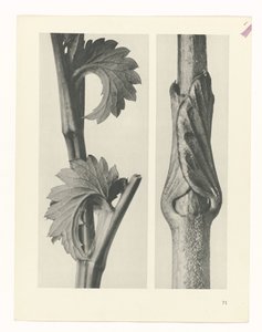 Plantstudie (Urformen der Kunst) door Karl Blossfeldt