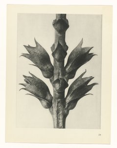 Plantstudie (Urformen der Kunst)