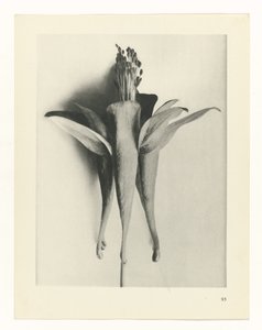Plantstudie (Urformen der Kunst)