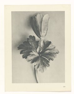 Plantstudie (Urformen der Kunst)