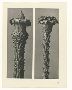 Plantstudie (Urformen der Kunst)