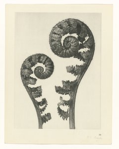 Plantstudie (Urformen der Kunst)