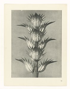 Plantstudie (Urformen der Kunst)