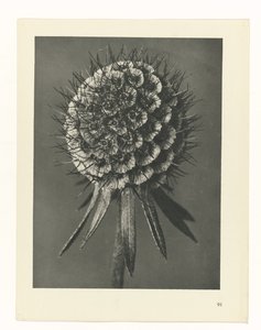 Plantstudie Urformen der Kunst (serietitel) door Karl Blossfeldt