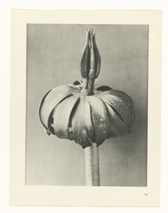 Plantstudie Urformen der Kunst (serietitel)