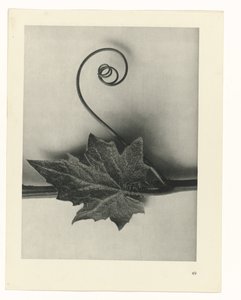 Plantstudie Urformen der Kunst (serietitel) door Karl Blossfeldt