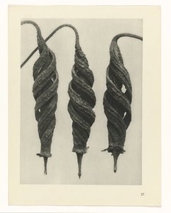 Plantstudie Urformen der Kunst (serietitel)