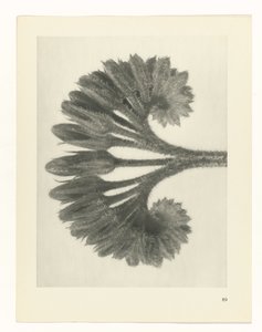 Plantstudie Urformen der Kunst (serietitel)