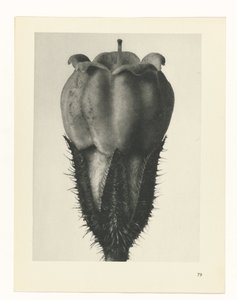 Plantstudie Urformen der Kunst (serietitel) door Karl Blossfeldt