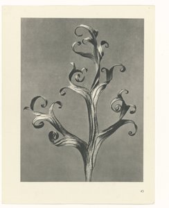 Plantstudie Urformen der Kunst (serietitel)