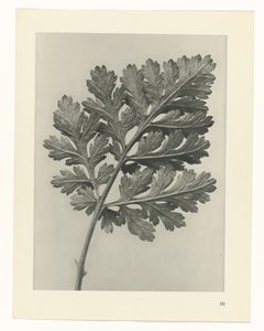 Plantstudie Urformen der Kunst (serietitel)