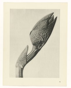 Plantstudie Urformen der Kunst (serietitel) door Karl Blossfeldt