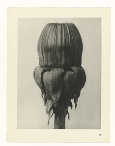 Plantstudie Urformen der Kunst (serietitel)