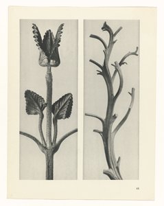 Plantstudie Urformen der Kunst (serietitel)