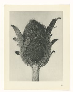 Plantstudie Urformen der Kunst (serietitel)