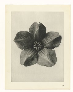 Plantstudie Urformen der Kunst (serietitel) door Karl Blossfeldt