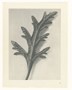 Plantstudie Urformen der Kunst (serietitel)