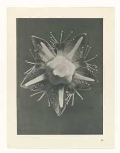 Plantstudie Urformen der Kunst (serietitel) door Karl Blossfeldt