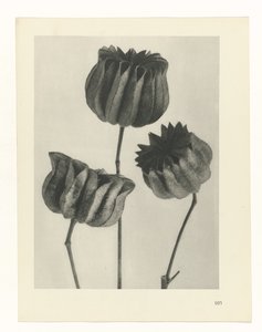 Plantstudie Urformen der Kunst (serietitel)