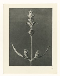 Plantstudie Urformen der Kunst (serietitel) door Karl Blossfeldt