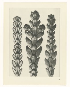 Plantstudie Urformen der Kunst (serietitel)