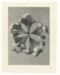 Plantstudie Urformen der Kunst (serietitel) door Karl Blossfeldt