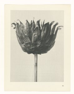 Plantstudie Urformen der Kunst (serietitel)