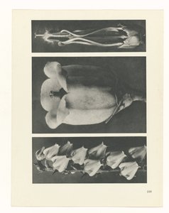 Plantstudie Urformen der Kunst (serietitel)