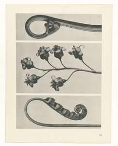 Plantstudie Urformen der Kunst (serietitel) door Karl Blossfeldt