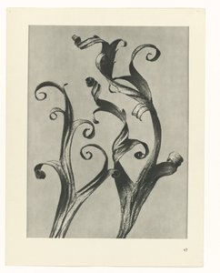 Plantstudie Urformen der Kunst (serietitel) door Karl Blossfeldt