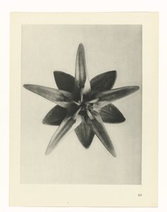 Plantstudie Urformen der Kunst (serietitel)