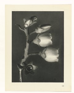 Plantstudie Urformen der Kunst (serietitel)