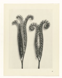 Plantstudie Urformen der Kunst (serietitel) door Karl Blossfeldt