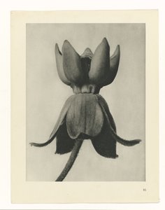 Plantstudie Urformen der Kunst (serietitel) door Karl Blossfeldt