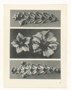 Plantstudie Urformen der Kunst (serietitel) door Karl Blossfeldt