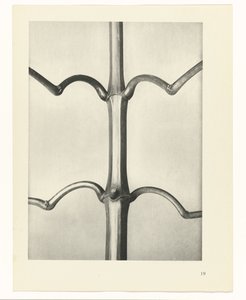 Plantstudie Urformen der Kunst (serietitel)