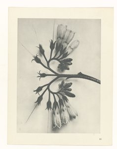 Plantstudie Urformen der Kunst (serietitel) door Karl Blossfeldt