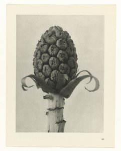 Plantstudie Urformen der Kunst (serietitel) door Karl Blossfeldt