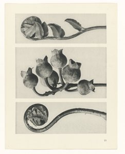 Plantstudie Urformen der Kunst (serietitel)